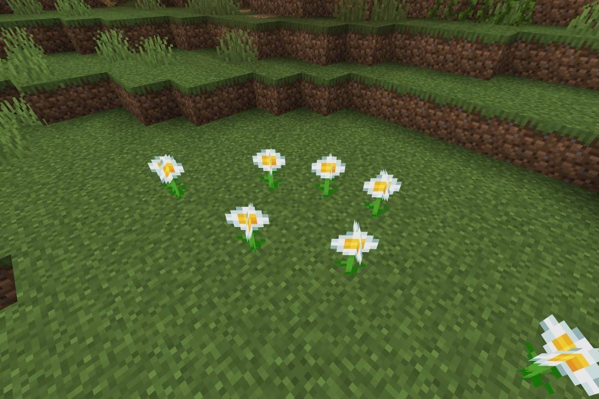 oxeye daisy