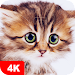 /applore/cute-animal-wallpapers-4k.html